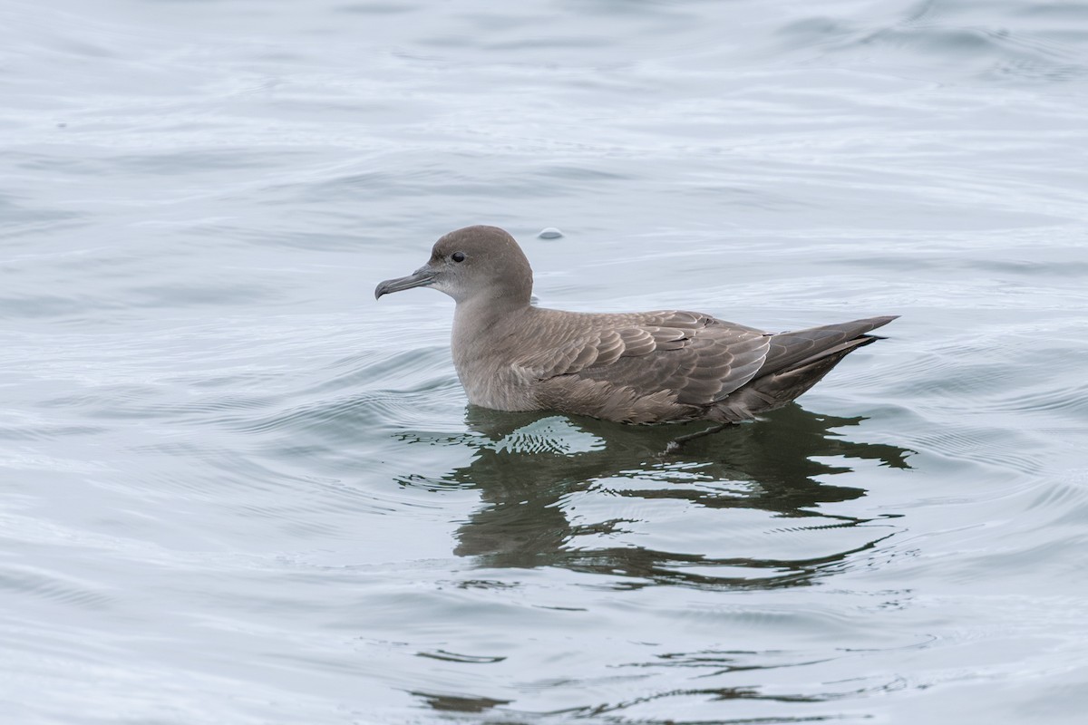 Sooty Shearwater - ML641007527