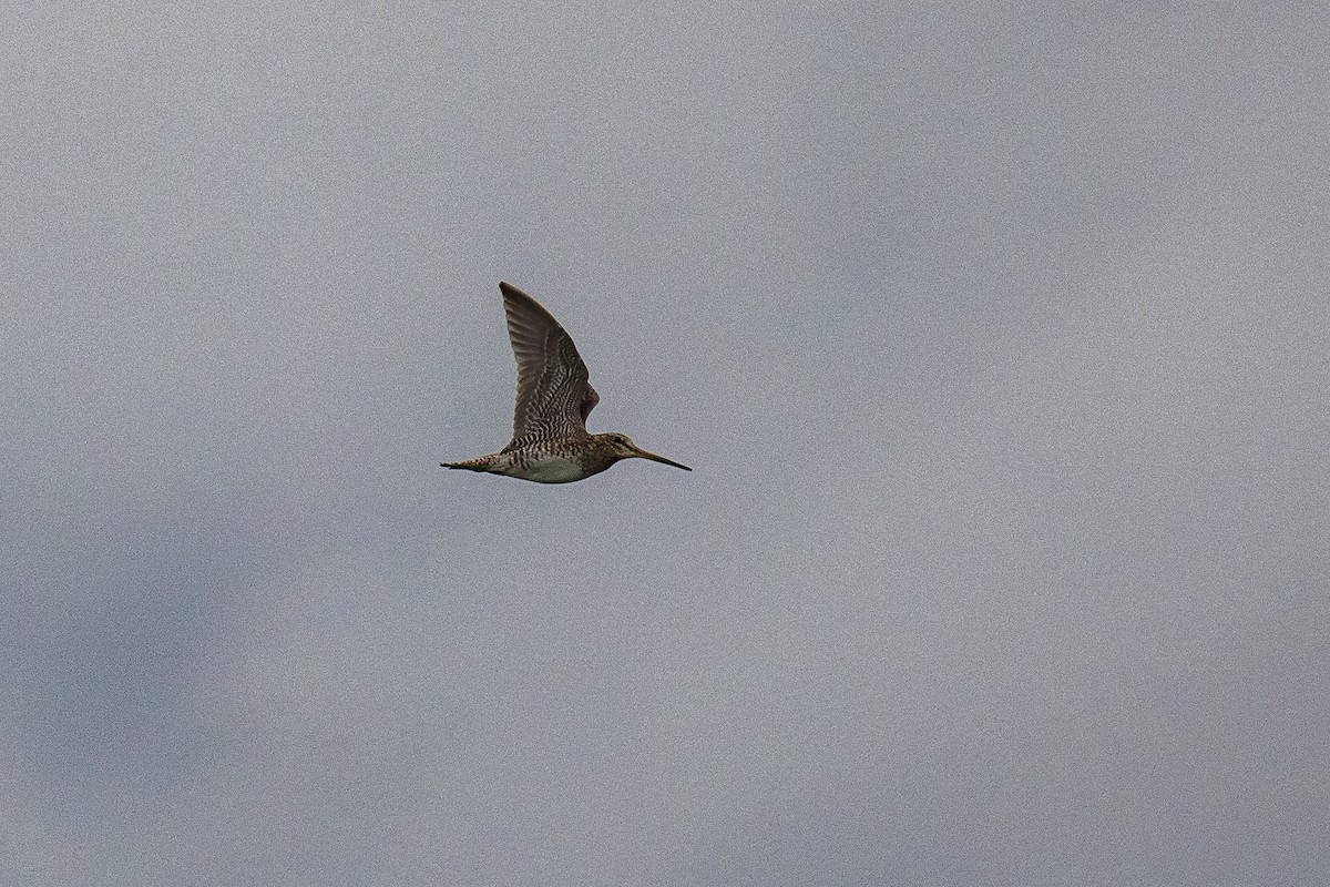 Pin-tailed Snipe - ML641007536