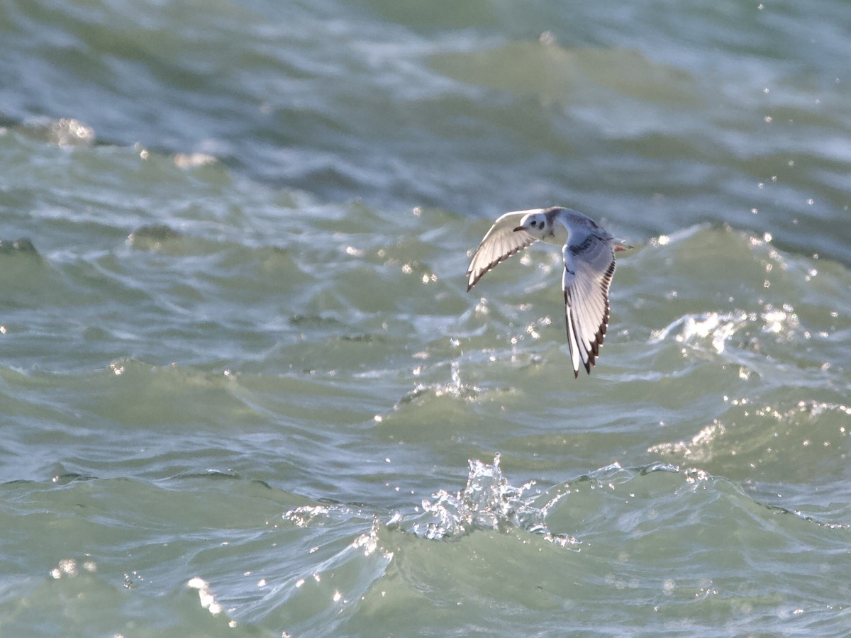 Bonaparte's Gull - ML641007540