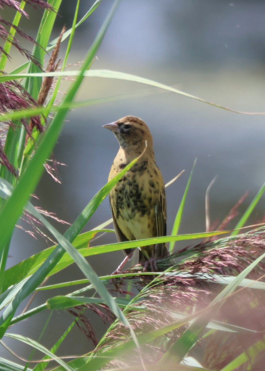 Bobolink - ML641007585