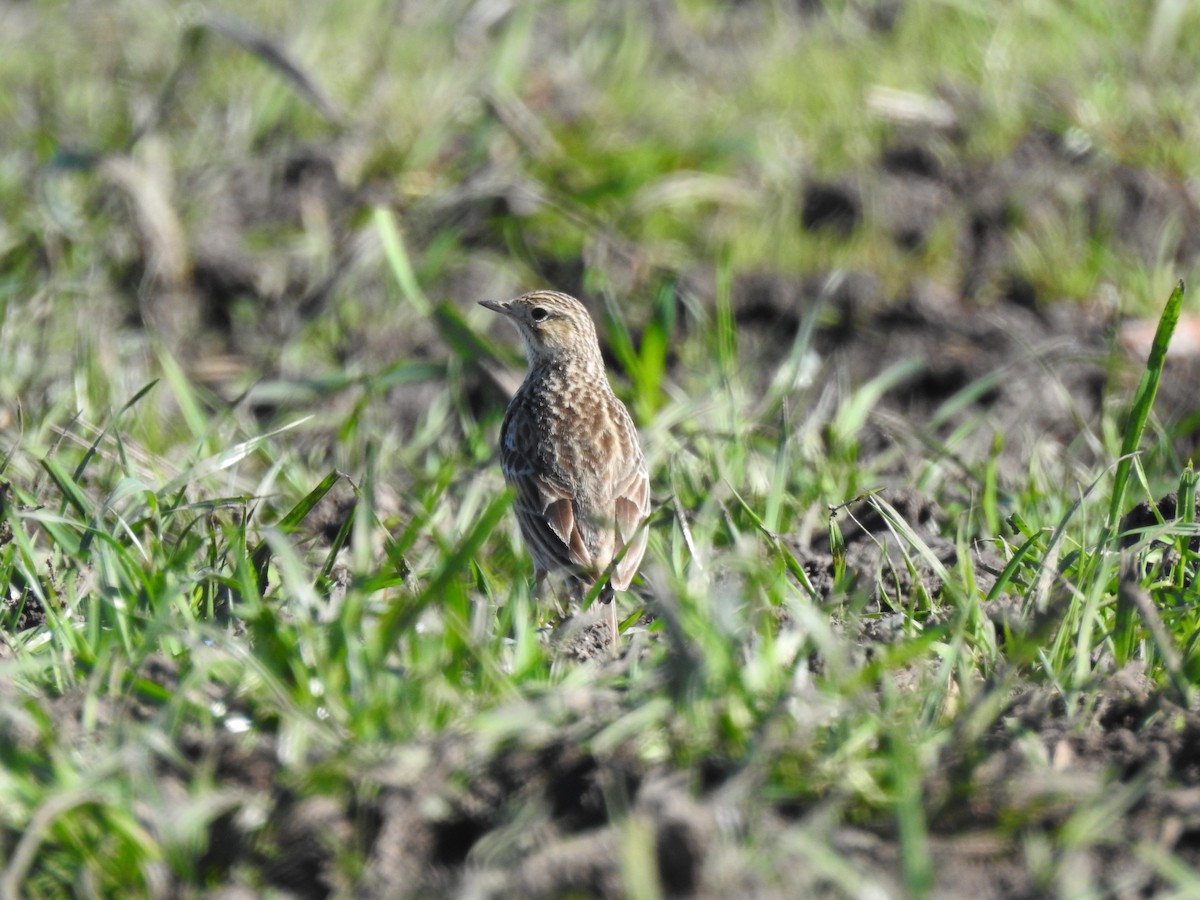 Short-billed Pipit - ML641007619