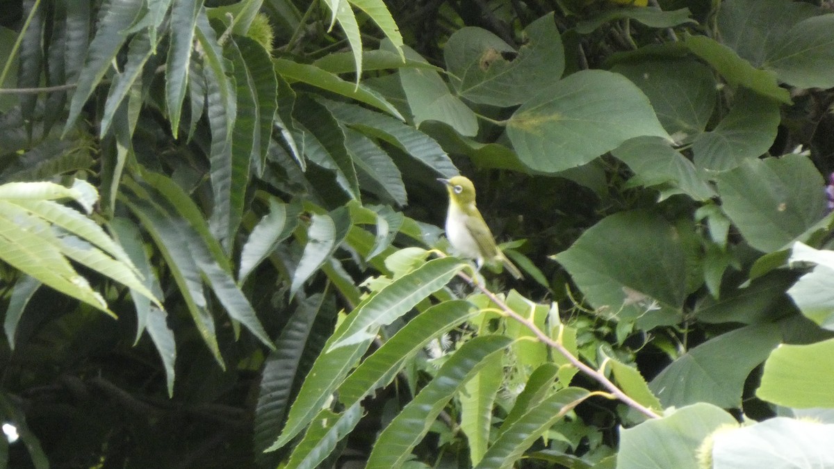 Japanbrillenvogel - ML641007660