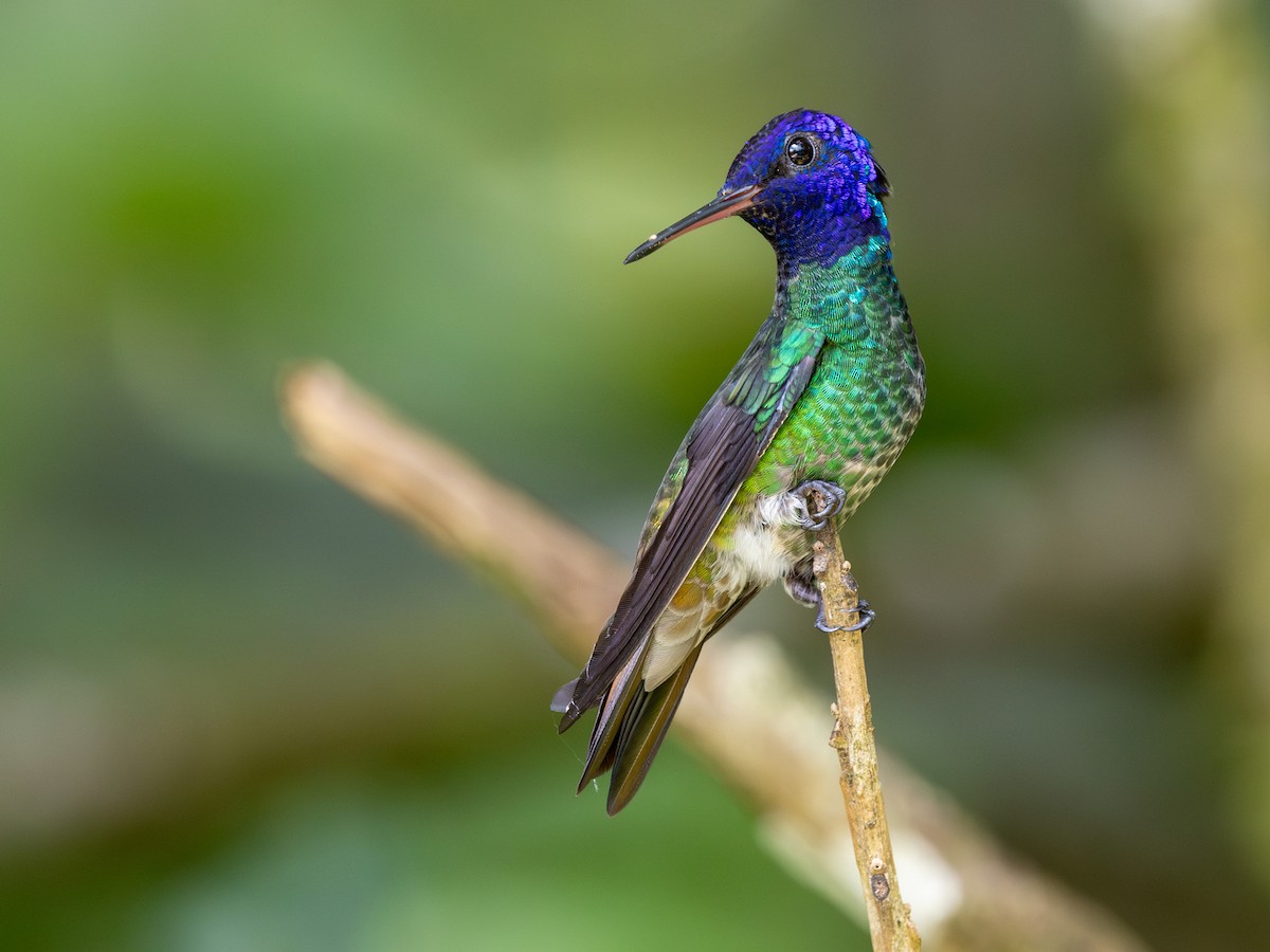 Golden-tailed Sapphire - ML641007699