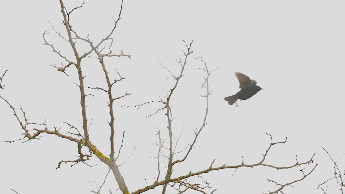 Screaming Cowbird - ML641007750