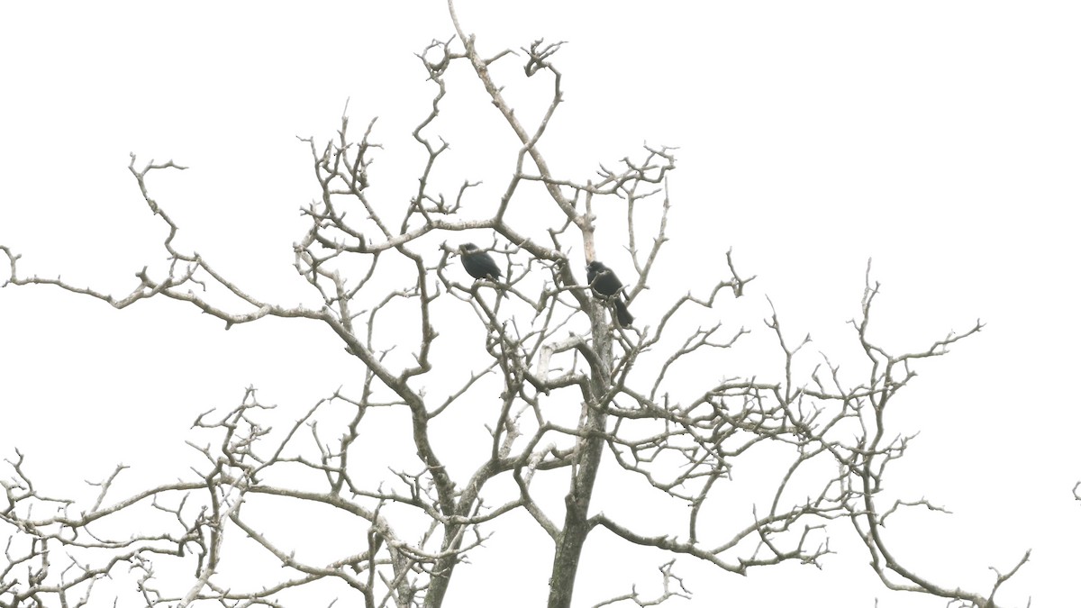 Screaming Cowbird - ML641007783