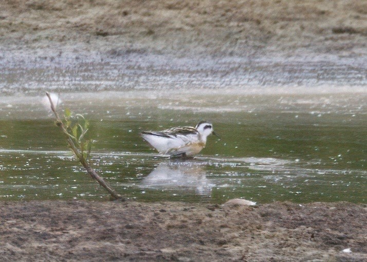 Плавунець круглодзьобий - ML641007785