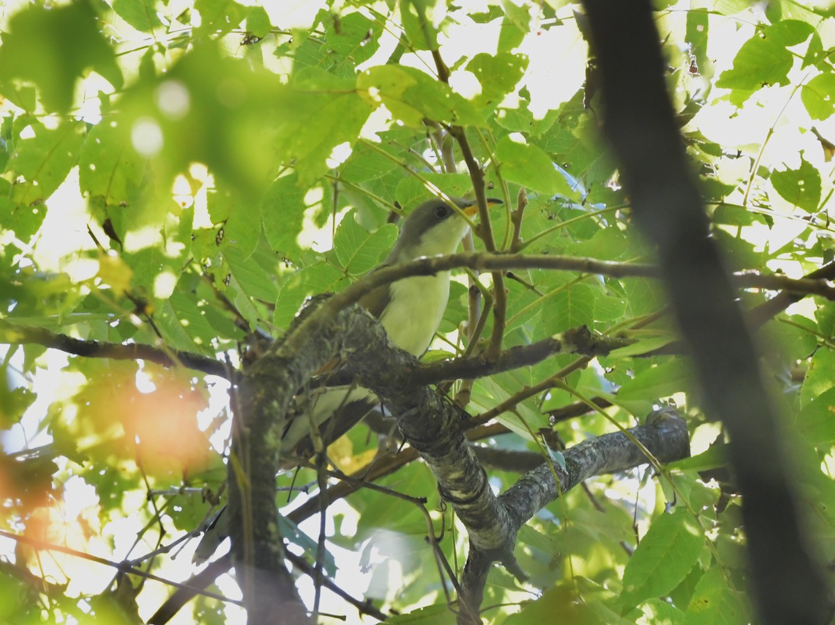 Yellow-billed Cuckoo - ML641007841