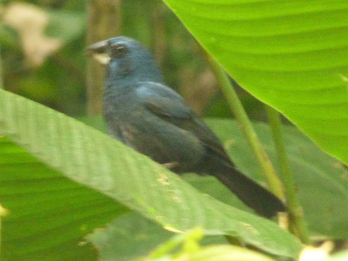 Blue-black Grosbeak - ML641007854