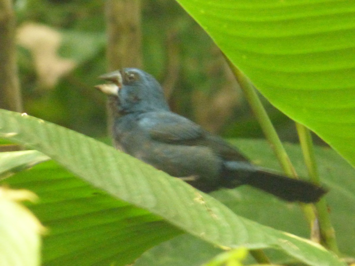Blue-black Grosbeak - ML641007856