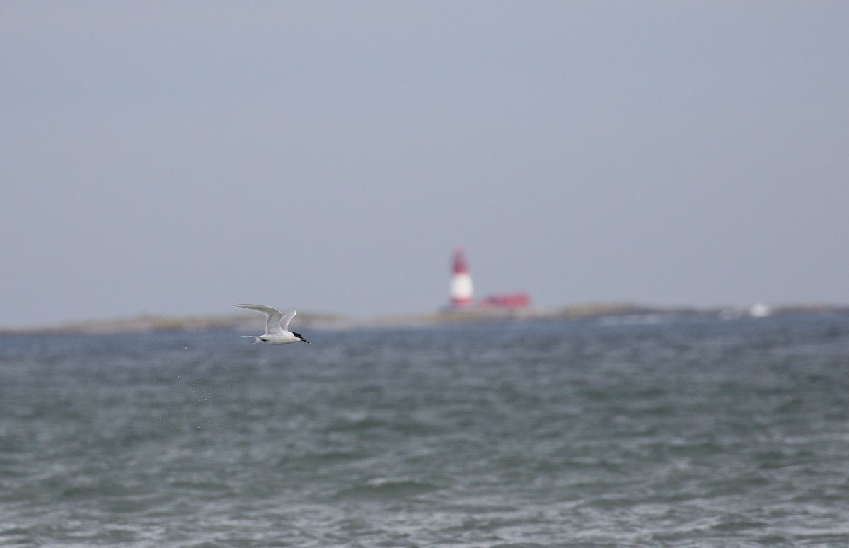 Sandwich Tern - ML641007889