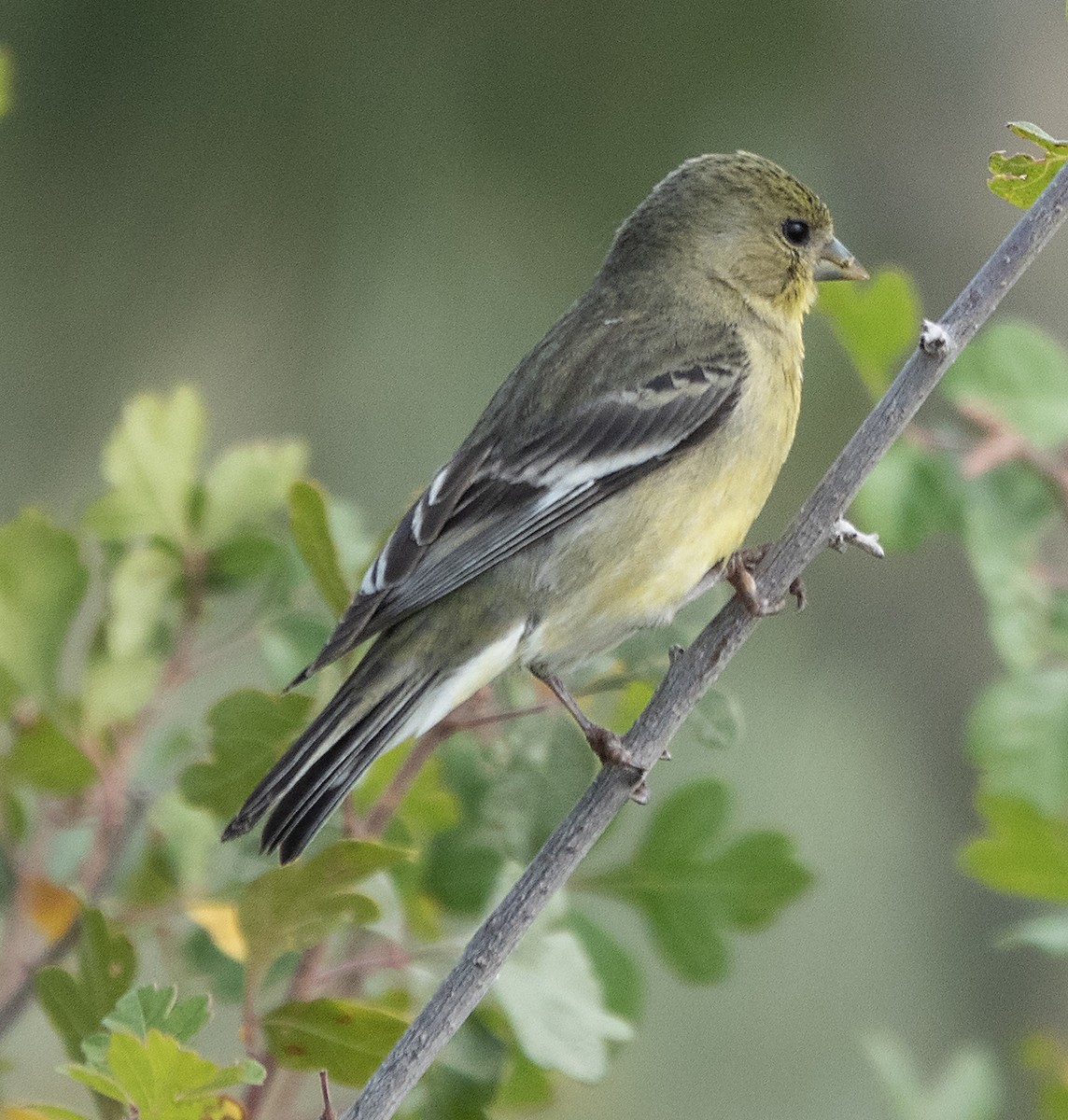 Lesser Goldfinch - ML641007892