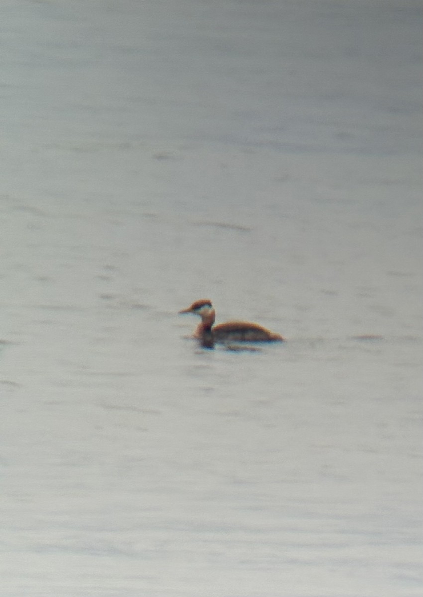 Red-necked Grebe - ML641007897