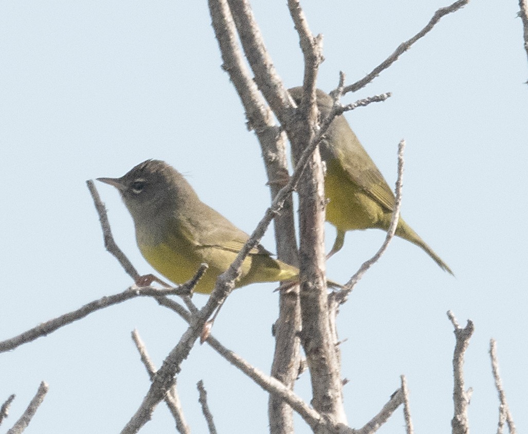 MacGillivray's Warbler - ML641007900