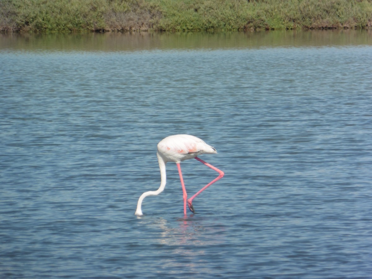 Greater Flamingo - ML641007916