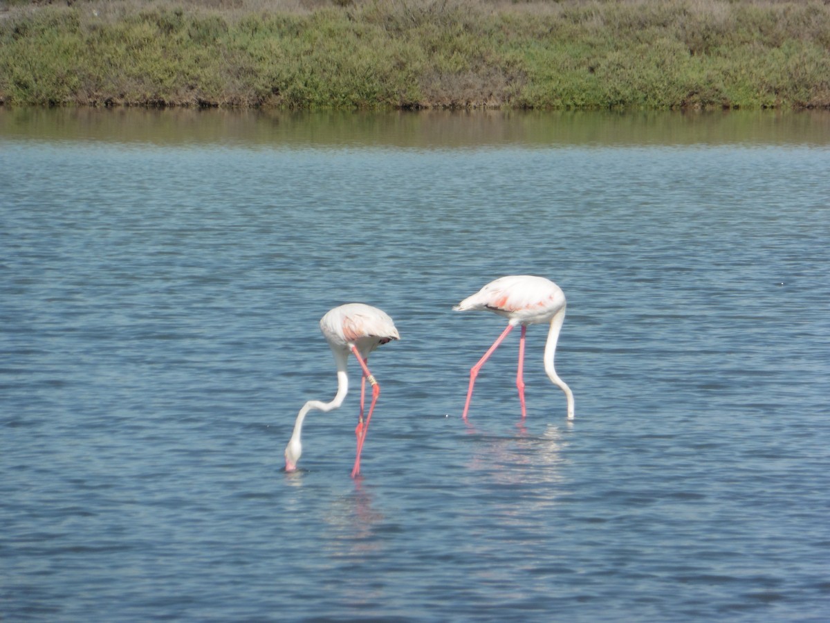 Greater Flamingo - ML641007922