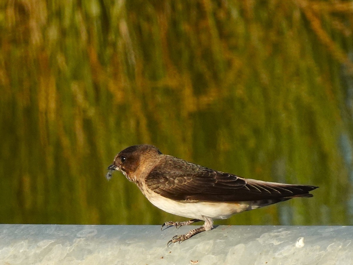 Cliff Swallow - ML641007928