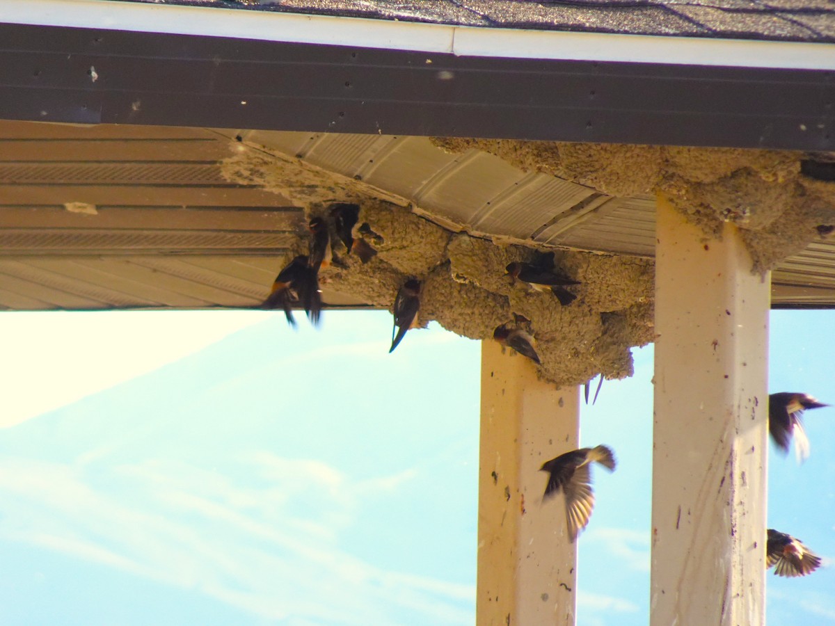 Cliff Swallow - ML641007931