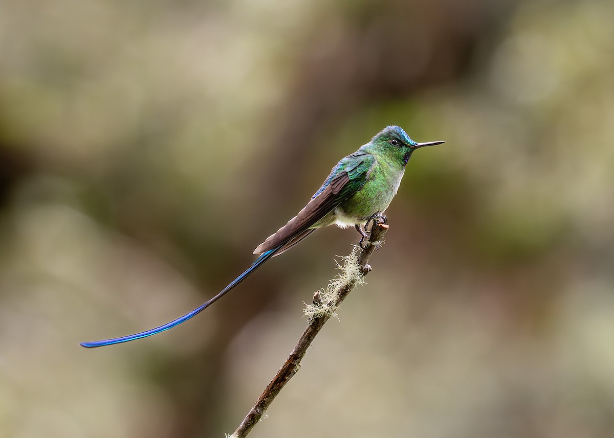 Long-tailed Sylph - ML641007933