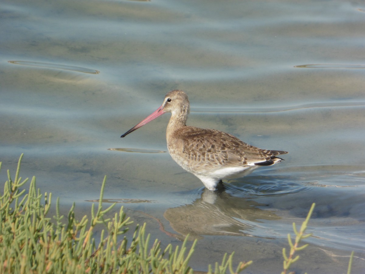 Black-tailed Godwit - ML641007953