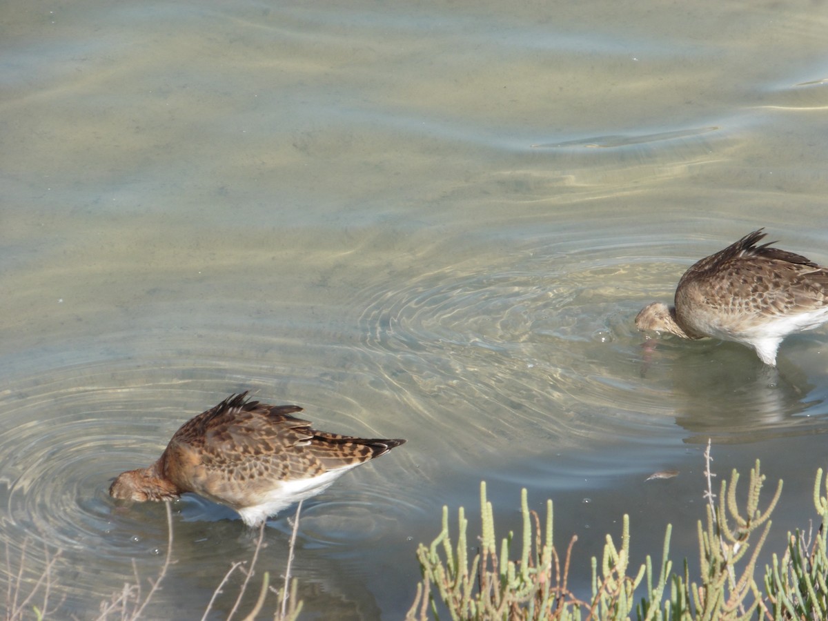Black-tailed Godwit - ML641007956