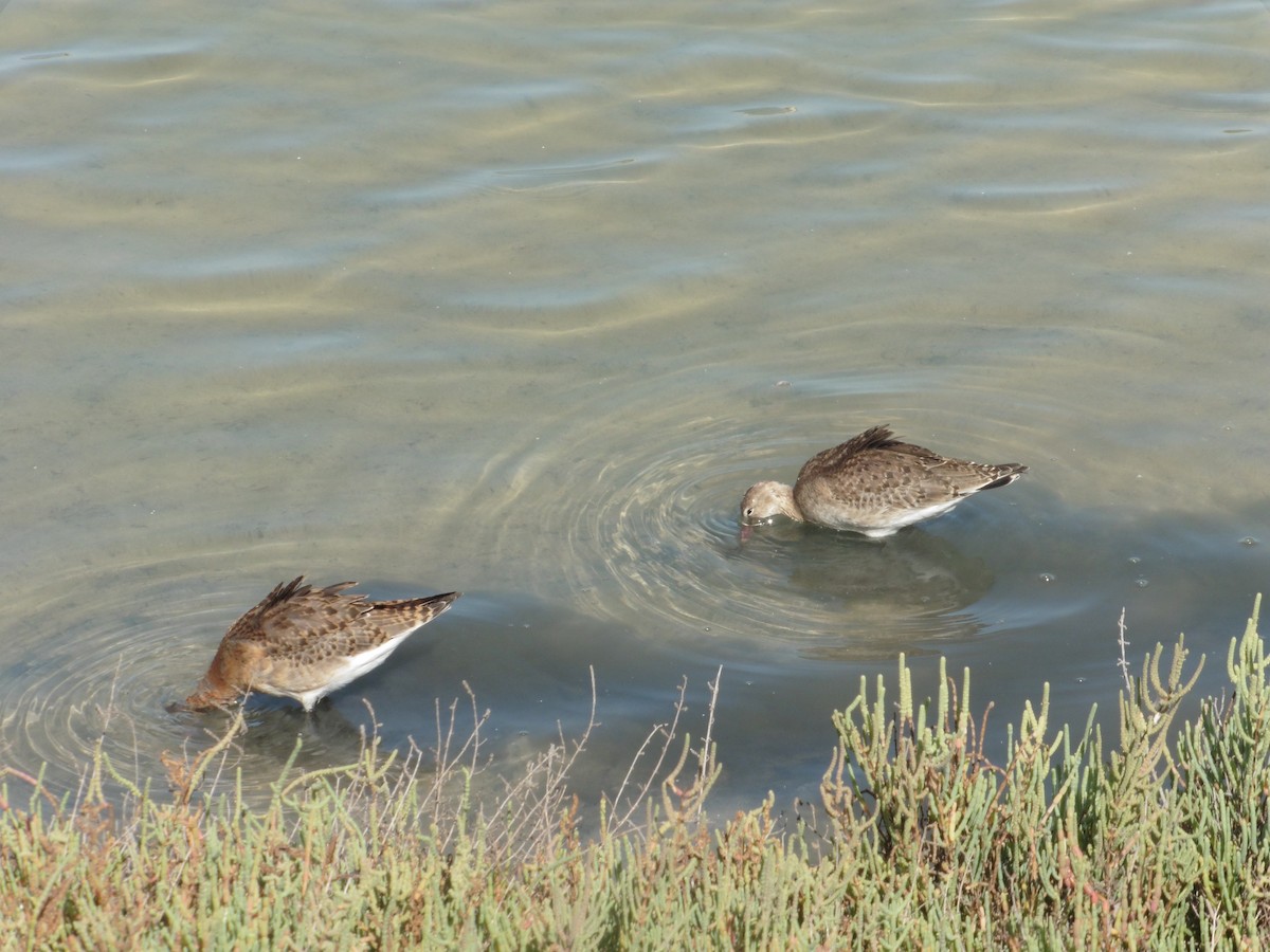 Black-tailed Godwit - ML641007964