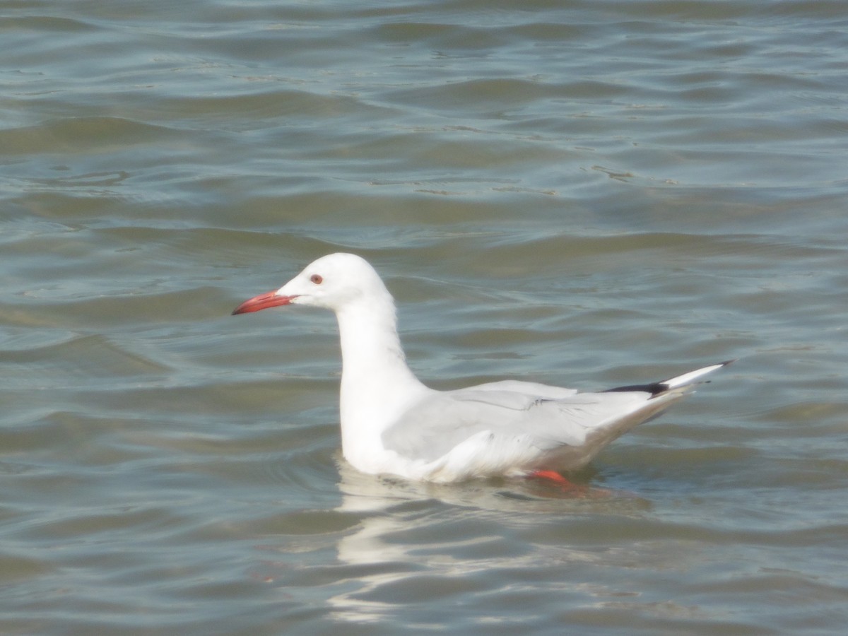 Slender-billed Gull - ML641008001