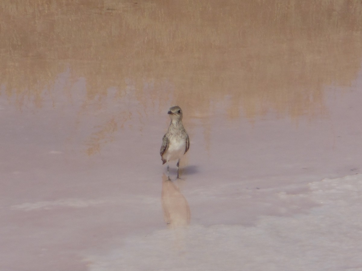 Collared Pratincole - ML641008018