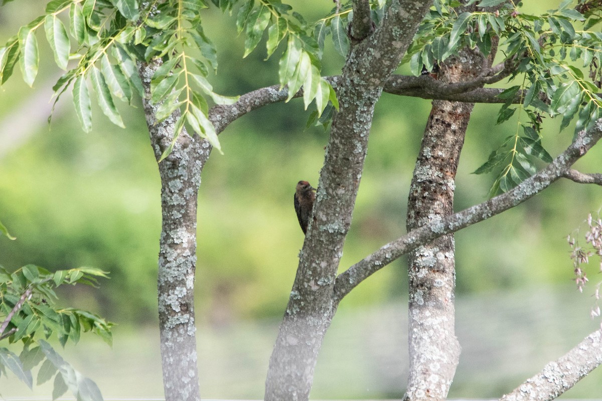 Fulvous-breasted Woodpecker - ML641008021