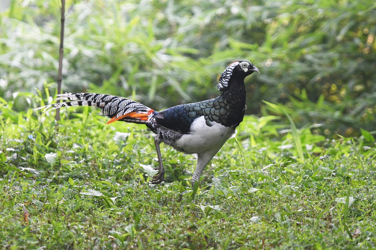 Lady Amherst's Pheasant - ML641008037