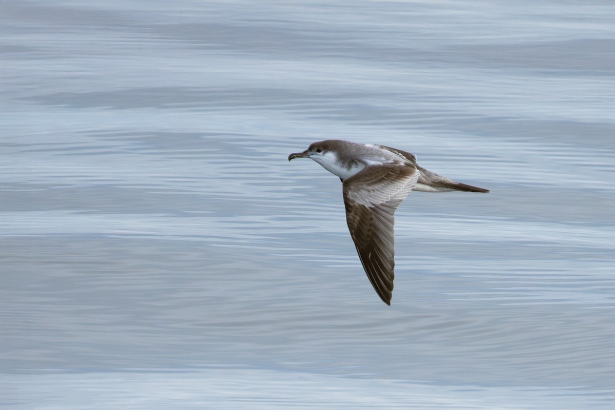 Buller's Shearwater - ML641008040