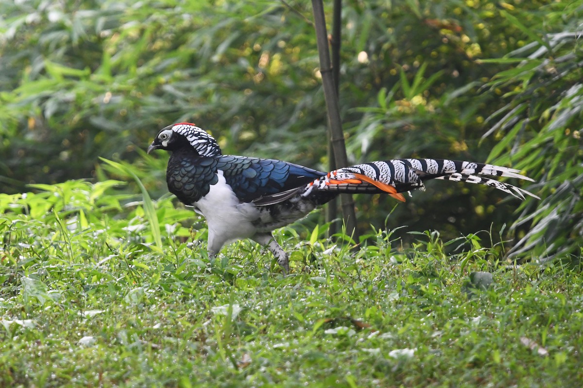 Lady Amherst's Pheasant - ML641008048