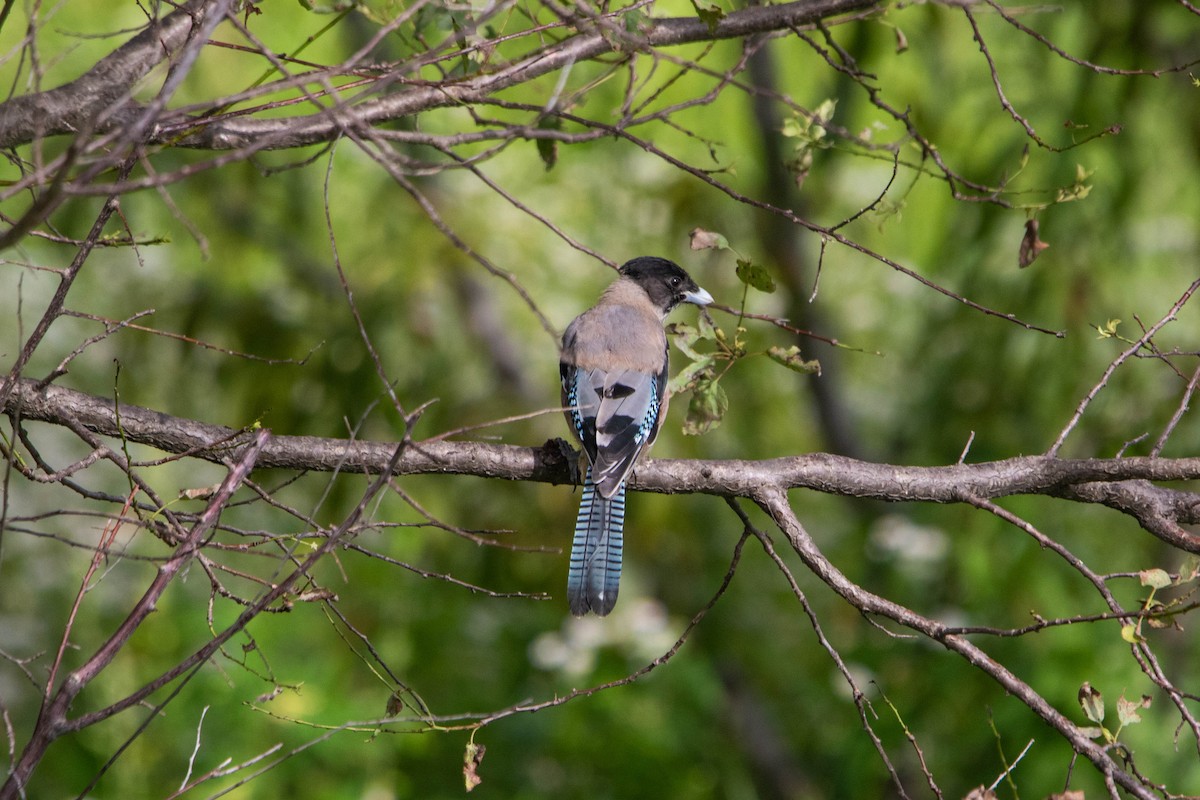Black-headed Jay - ML641008066