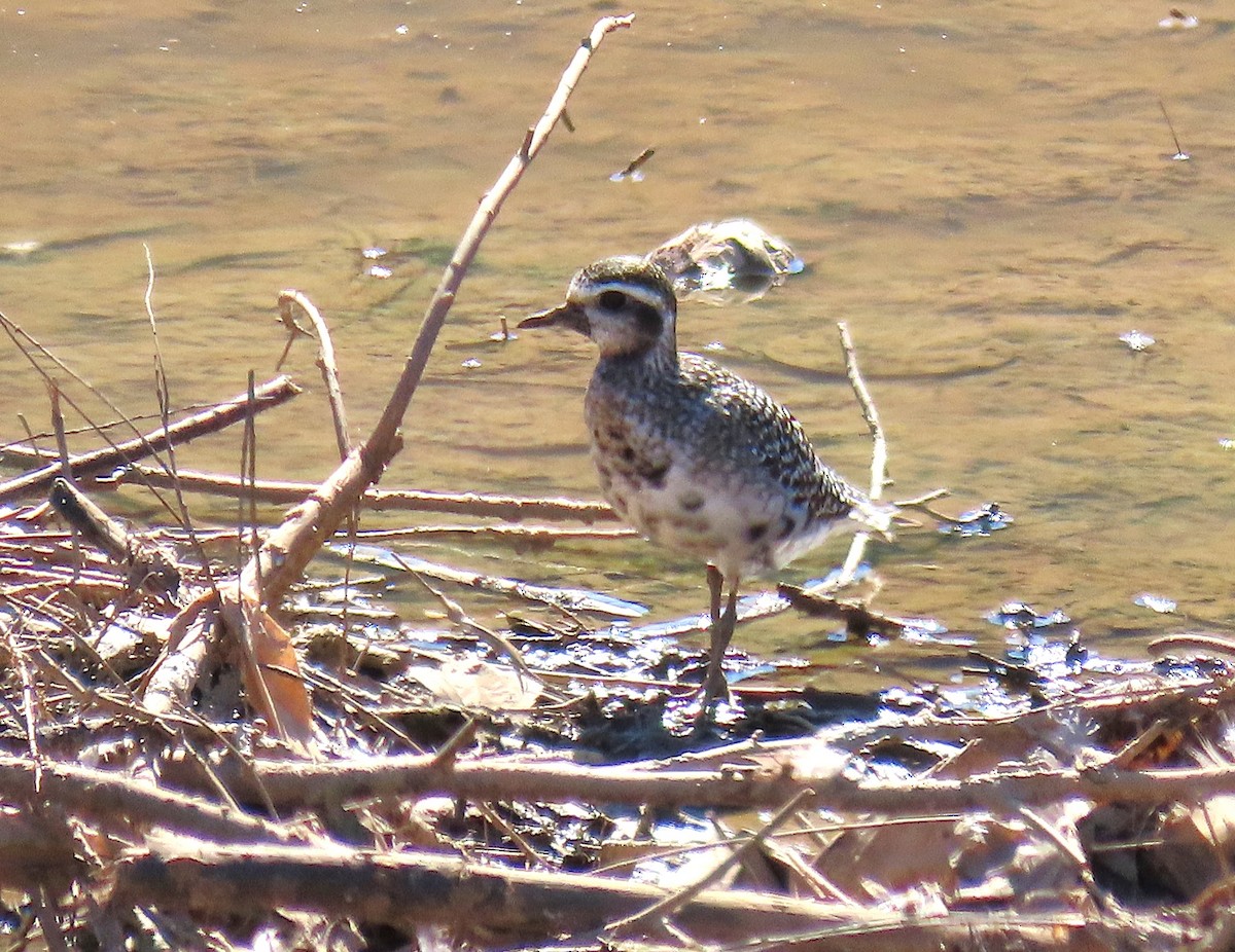 Piviere americano - ML641008068