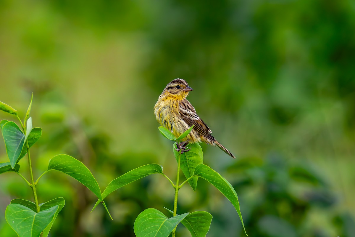 Yellow-breasted Bunting - ML641008077