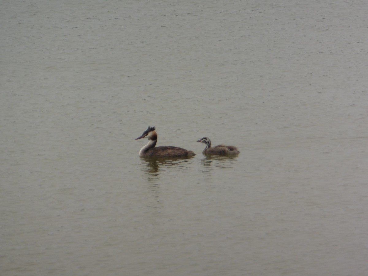 Great Crested Grebe - ML641008080