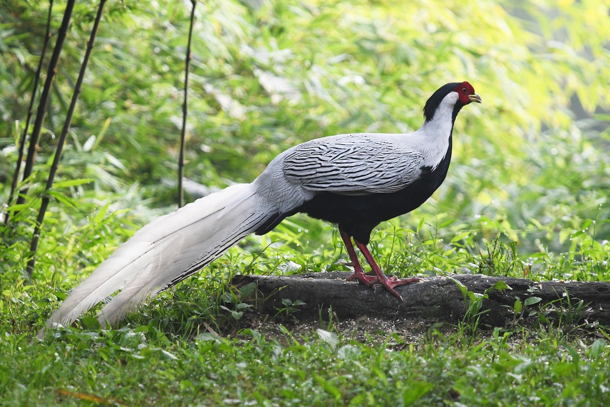 Silver Pheasant - ML641008085