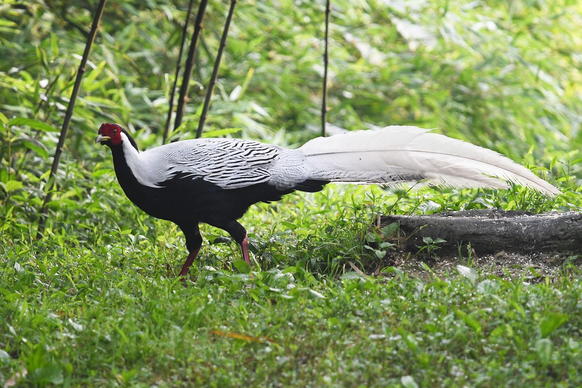 Silver Pheasant - ML641008088