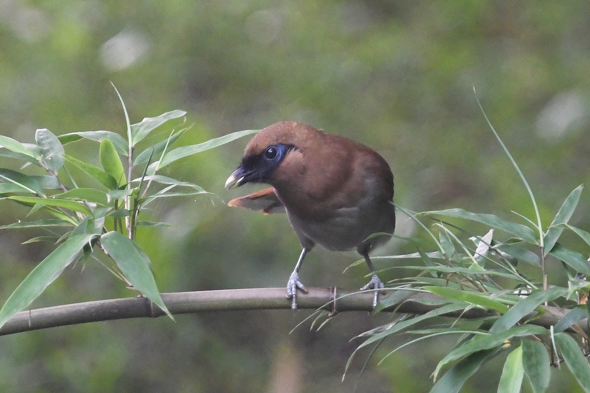 Buffy Laughingthrush - ML641008097