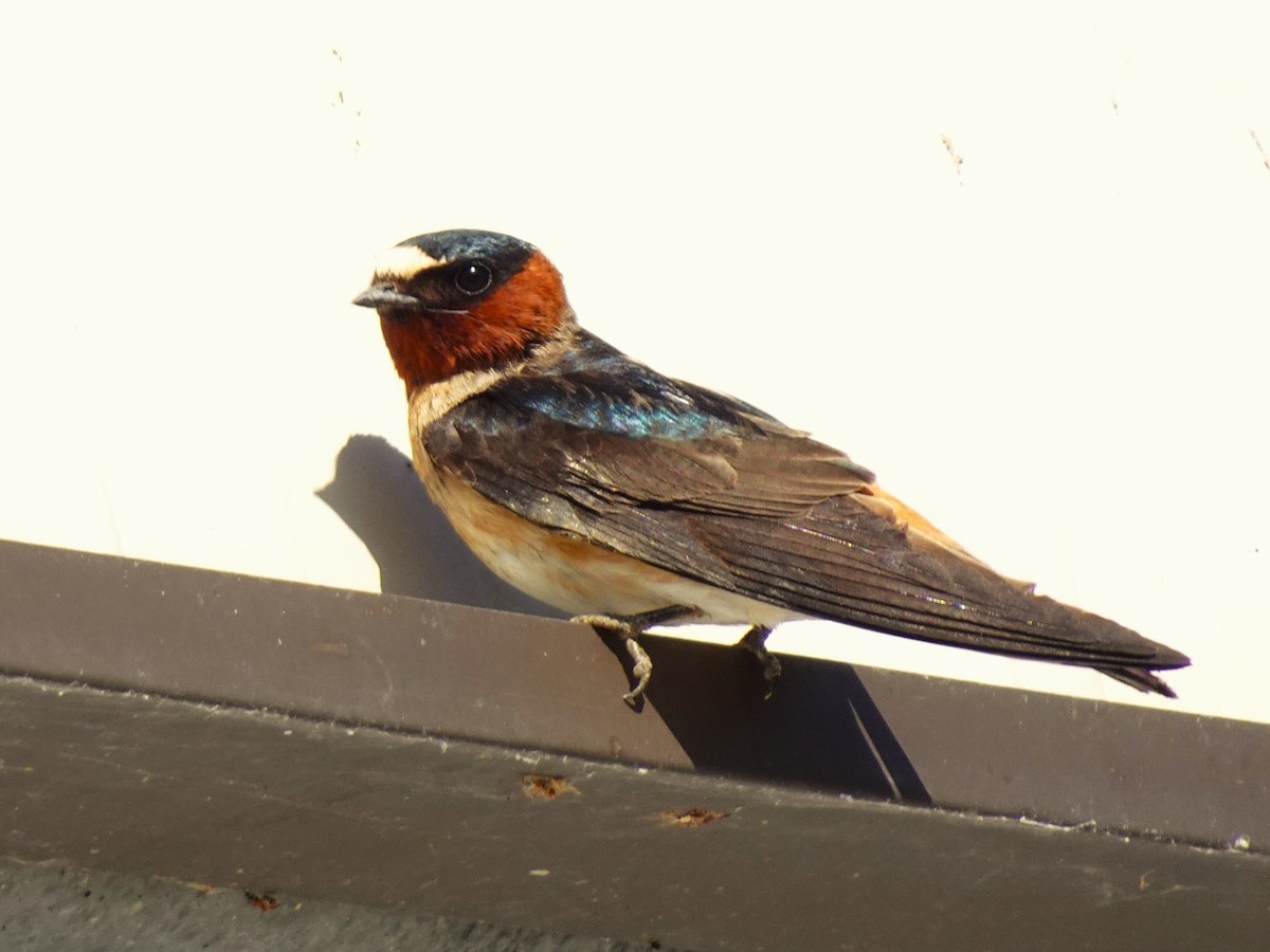 Cliff Swallow - ML641008098