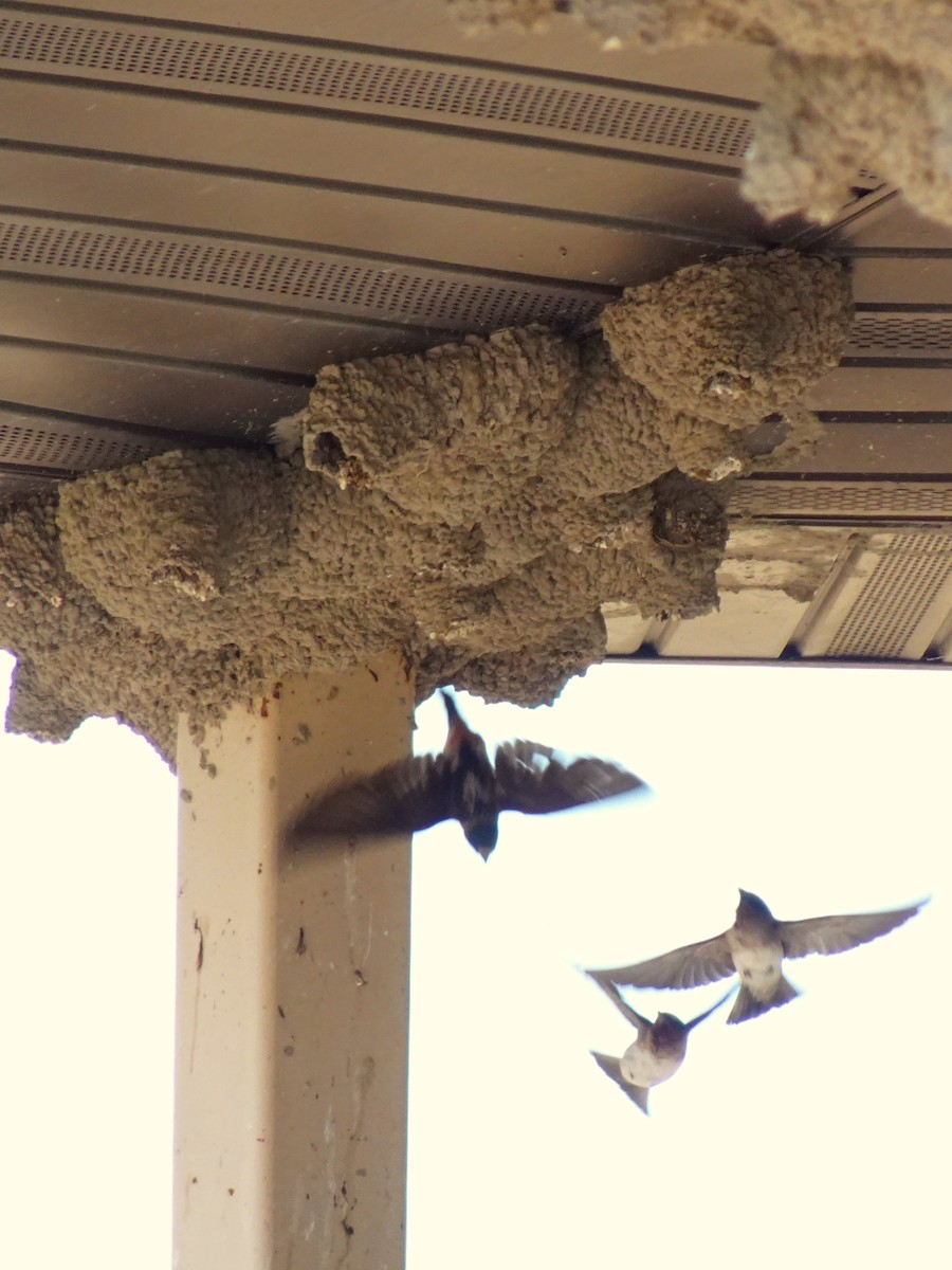 Cliff Swallow - ML641008101