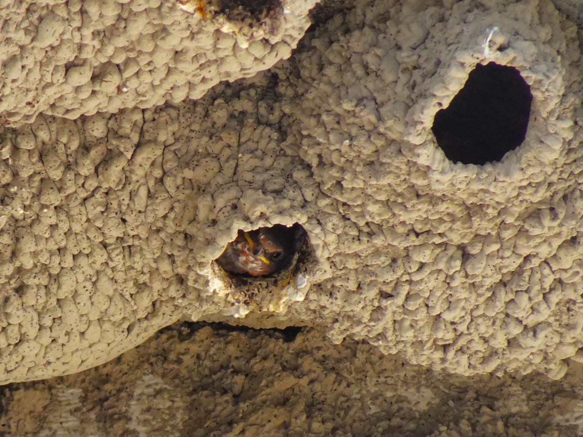 Cliff Swallow - ML641008103