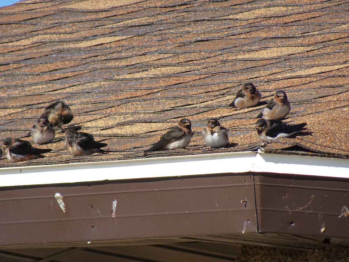 Cliff Swallow - ML641008107
