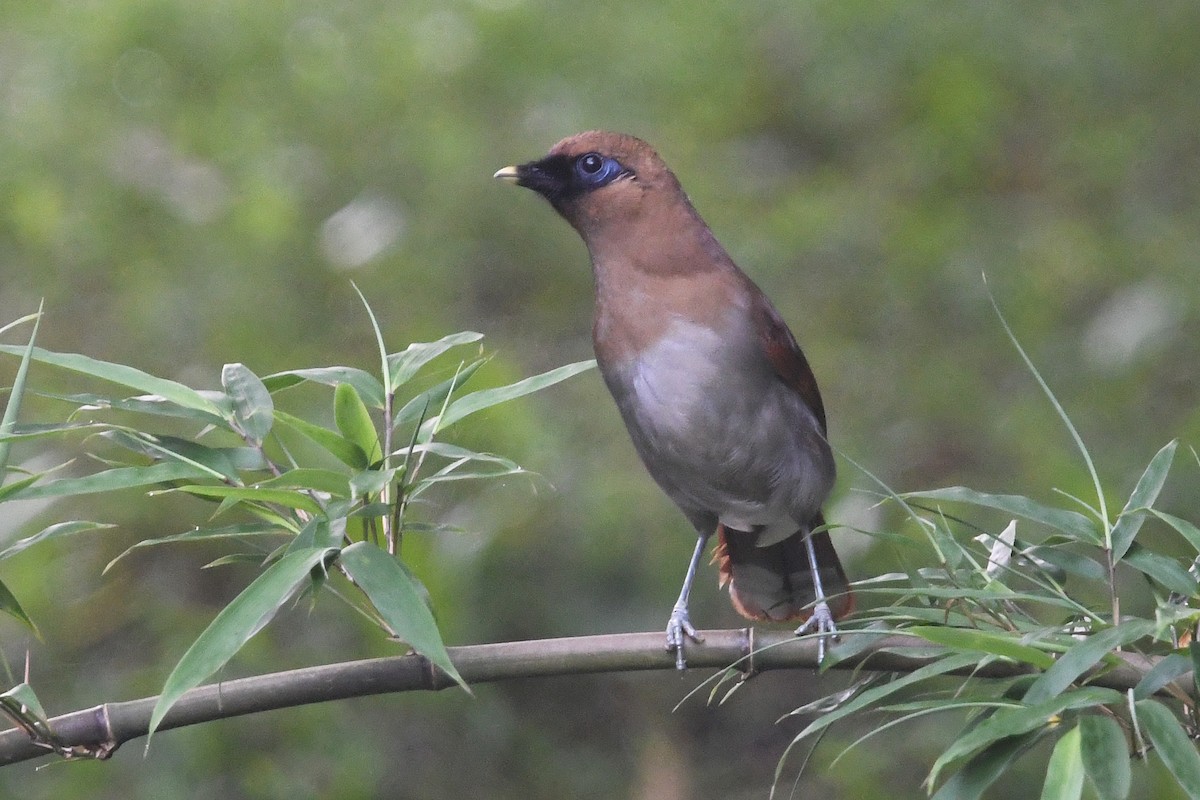 Buffy Laughingthrush - ML641008109