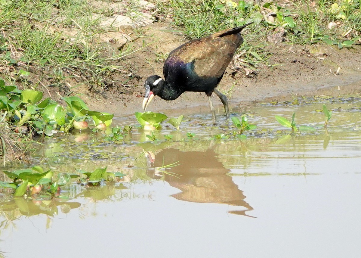 Jacana Bronceada - ML641008116
