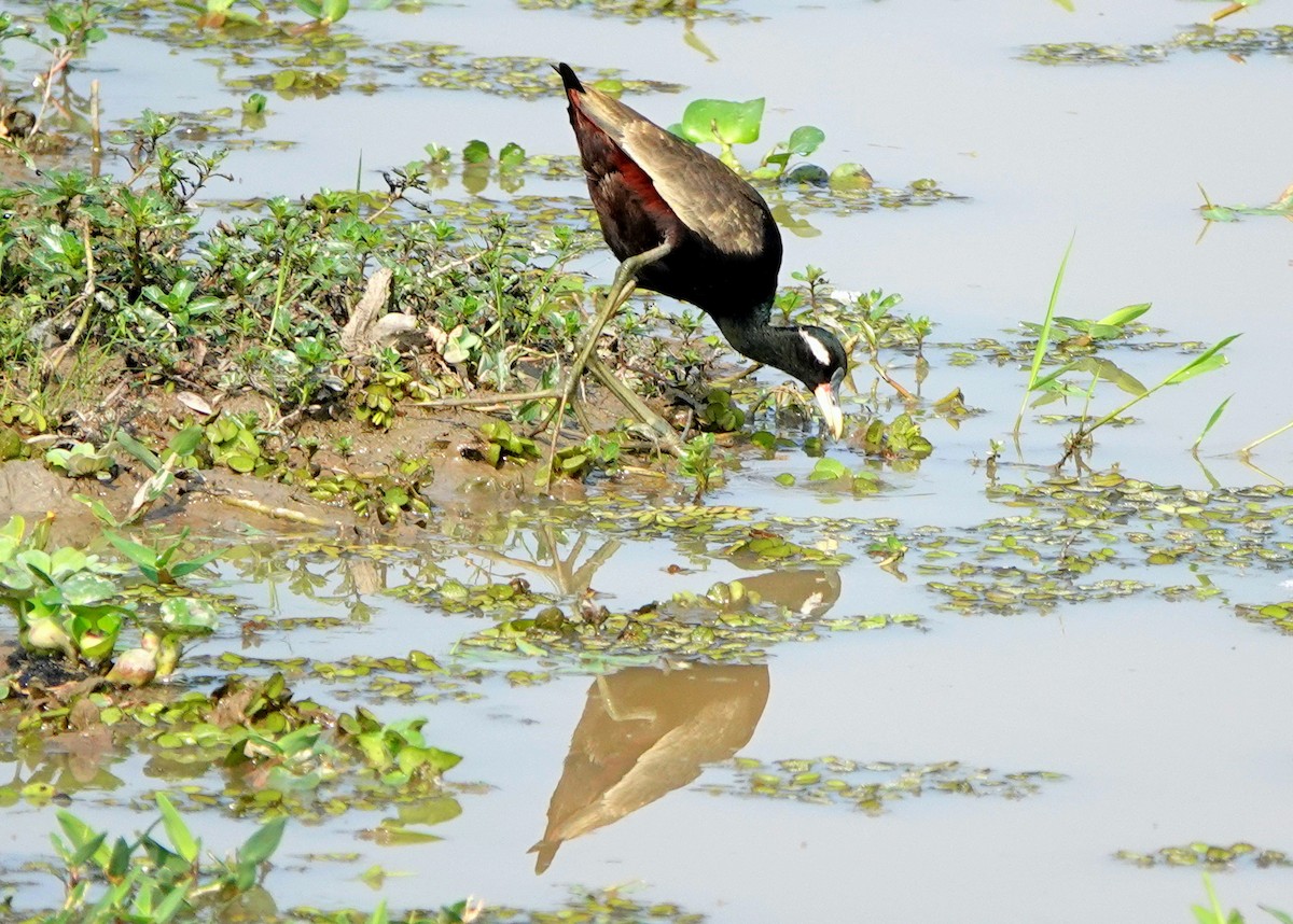 Jacana Bronceada - ML641008117