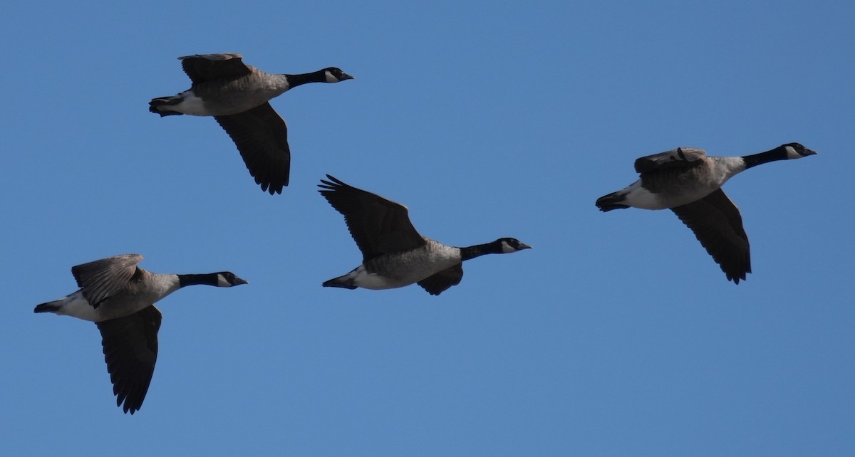 Canada Goose - ML641008159