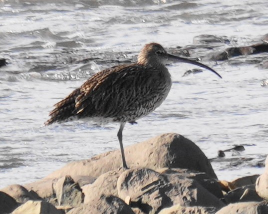 Eurasian Curlew - ML641008179