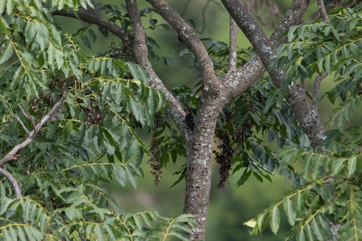 Fulvous-breasted Woodpecker - ML641008180
