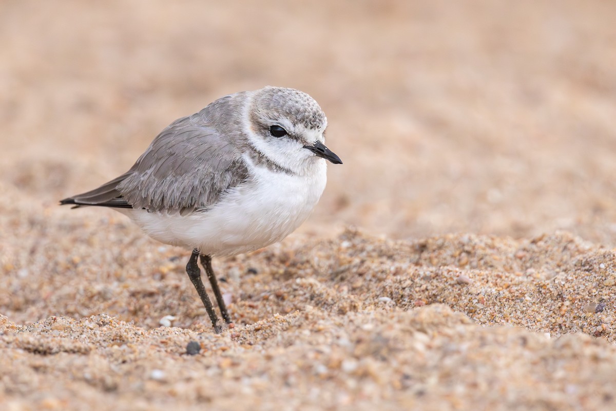 Chestnut-banded Plover - ML641008188