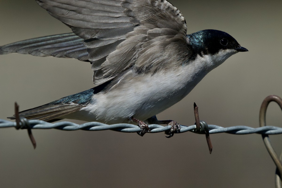 Tree Swallow - ML641008189
